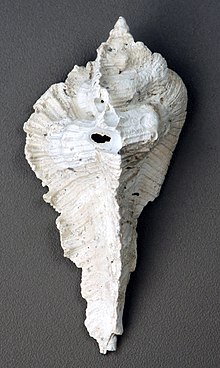 Subpterynotus textilis fosilní murex šnečí ulita (formace Caloosahatchee, pliocén; La Belle, jižní Florida, USA) 1 (15043630659) .jpg