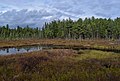 * Nomination Sunday Creek Bog, Algonquin Provincial Park, Ontario, Canada. --The Cosmonaut 01:28, 6 January 2021 (UTC) * Promotion  Support Good quality -- Johann Jaritz 03:49, 6 January 2021 (UTC)