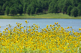 Sunflowers at Lake Mary, 2010 Sunflowers at Lake Mary.jpg