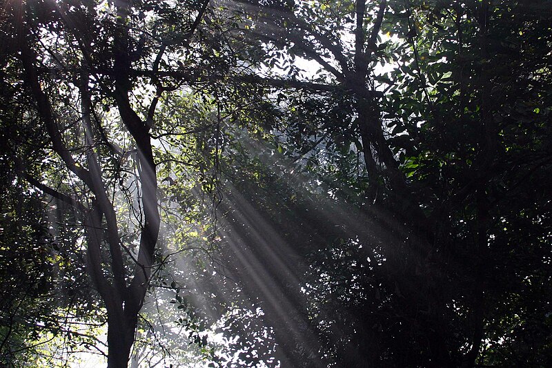 File:Sunlight Through The Jungle Trees.jpg