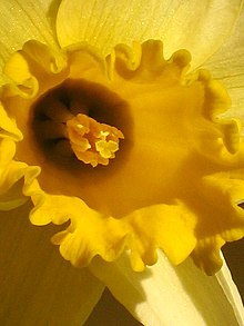 A daffodil, a national symbol of Wales Sunshine yellow - by Spiralz.jpg