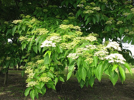 Cornus macrophylla