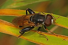 Syrphid - Tropidia quadrata, Dans Mountain Eyalet Parkı, Lonaconing, Maryland.jpg