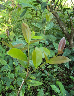 Bildebeskrivelse Syzygium caryophyllatum.jpg.