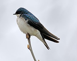 Tachycineta bicolor