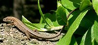 Vignette pour Takydromus tachydromoides