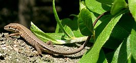 Takydromus tachydromoides