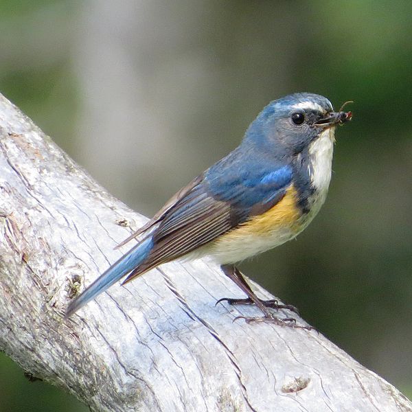 File:Tarsiger cyanurus (male capturing insect).jpg