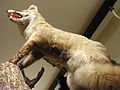 Un renard dans les réserves du Centre de conservation d’Histoire Naturelle Muséum Cuvier de Montbéliard.