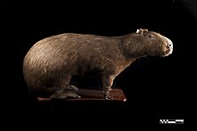 Taxidermy specimen of a capybara Taxidermy specimen of Capybara (Hydrochoerus hydrochaeris).jpg