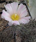 Tephrocactus alexanderi 02.jpg