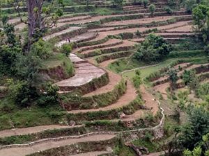 Terraced farming, paddy cultivation in Kumaon, Uttarakhand - 1.jpeg