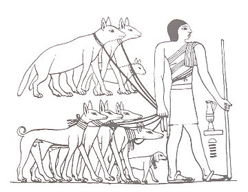 Tesem, an ancient Egyptian sighthound
