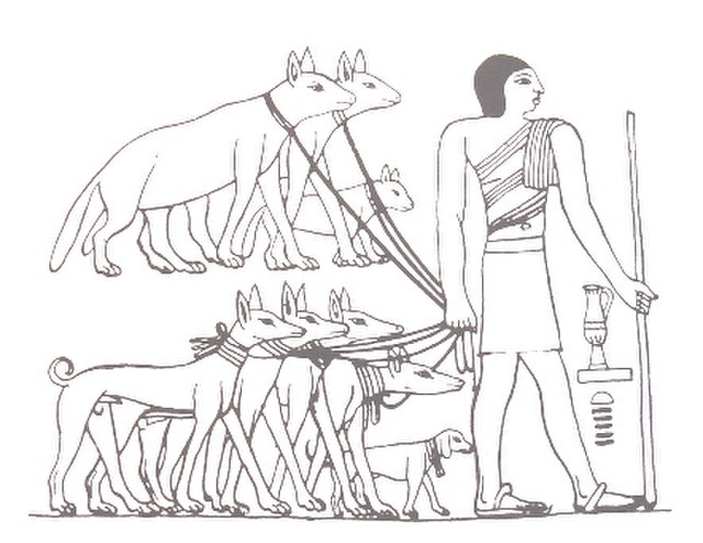 Tesem, an ancient Egyptian sight-hound