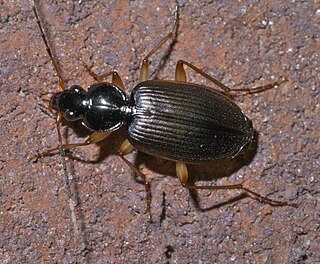 <i>Tetraleucus</i> Genus of beetles