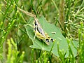 Melanoplus aridus at Texas Canyon Rest Area, Cochise County, Arizona, USA.