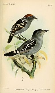 Streak-backed antshrike Species of bird