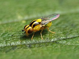 Thaumatomyia glabra