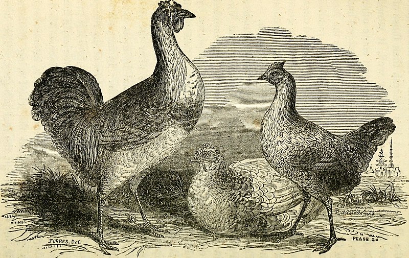 File:The American poulterer's companion- - a practical treatise on the breeding, rearing, fattening, and general management of the various species of domestic poultry, - with illustrations, and portraits (14783375493).jpg