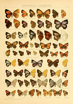 Yang Macrolepidoptera of the world (Taf. 75) (8145268559).jpg