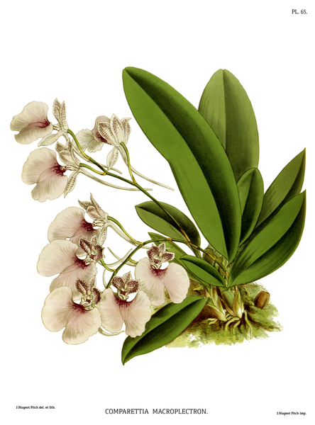 File:The Orchid Album-02-0054-0065-Comparettia macroplectron.png