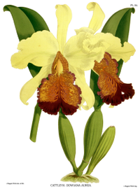 plate 84 Cattleya dowiana var. aurea