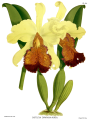 Cattleya dowiana var. aurea Plate 84 in: R.Warner - B.S.Williams: The Orchid Album (1882-1897)