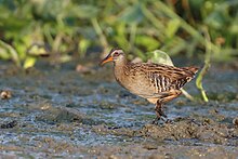 Brown-cheeked rail, Rallus indicus, in Chittagong The brown-cheeked rail or eastern water rail.jpg