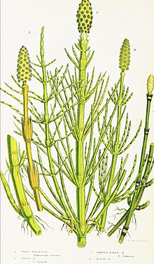 The ferns of Great Britain, and their allies the club-mosses, pepperworts, and horsetails (Pl. 38) (8515414457).jpg