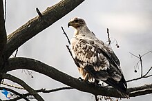An unusual, pale probable subadult steppe eagle in Nepal. The steppe eagle (Aquila nipalensis) - l66.jpg