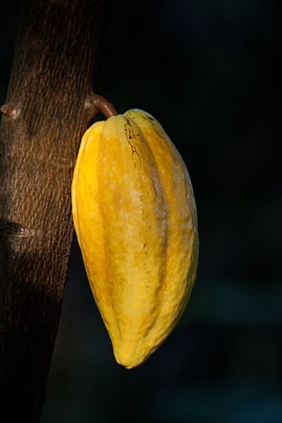 File:Theobroma cacao fruit, Botanical Garden, Hamburg IMG 1548 edit.jpg