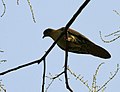 Thick-billed Green Pigeon (Treron curvirostra) at Jayanti, Duars, West Bengal W Picture 091.jpg