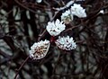 Three snow-covered leafs