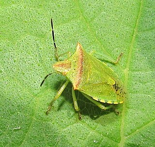 <i>Thyanta perditor</i> Species of true bug
