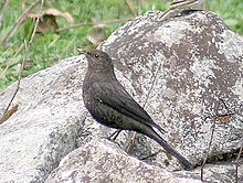 Tibet Blackbird (Turdus maximus) 1 cropped.jpg