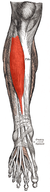 Musculus tibialis anterior