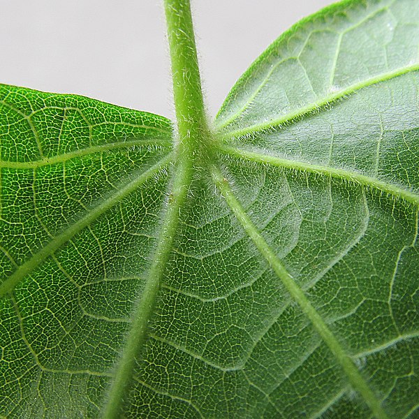 File:Tilia platyphyllos leaf abaxial.jpg