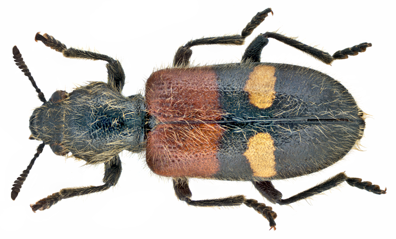 File:Tilloidea transversalis (Charpentier, 1825) (15985529998).png