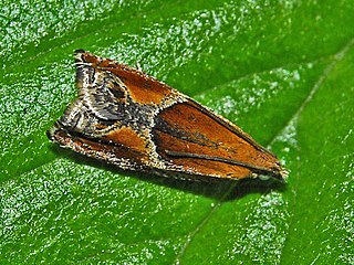 <i>Ancylis obtusana</i> Species of moth