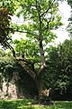 Paulownia tomentosa in Tournai (Belgium)