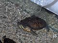Geelwangschildpad