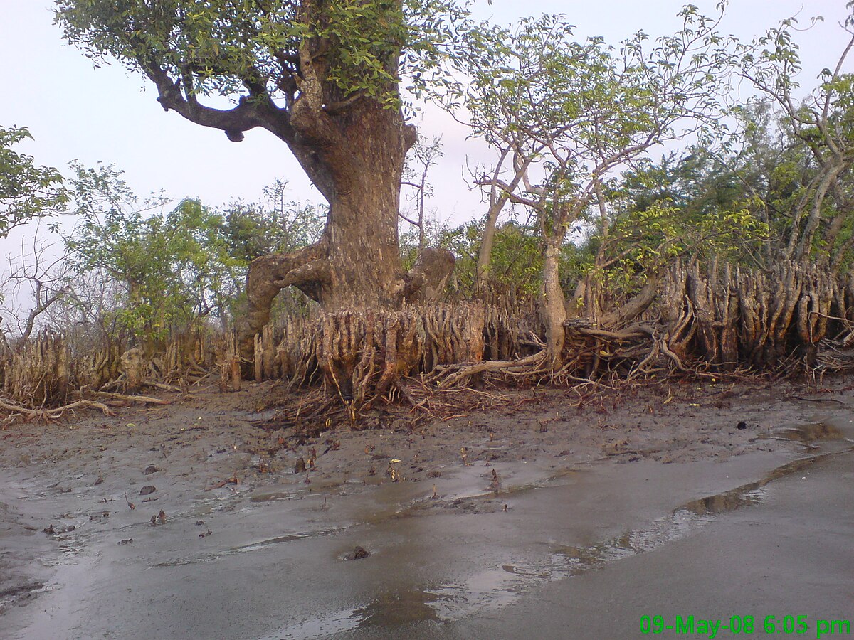 Filing tree. Kuakata Бангладеш. Kuakata National Park.