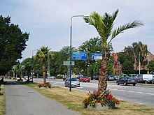 Palmen in Hafennähe