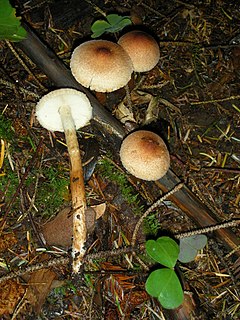 <i>Tricholoma aurantio-olivaceum</i> species of fungus