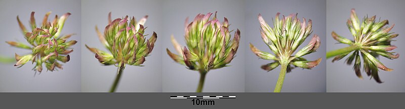 File:Trifolium angulatum sl30.jpg