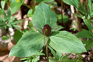 <i>Trillium sessile</i> Species of flowering plant