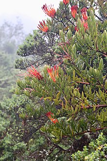 Tristerix longebracteatus (Loranthaceae) (31104157147).jpg
