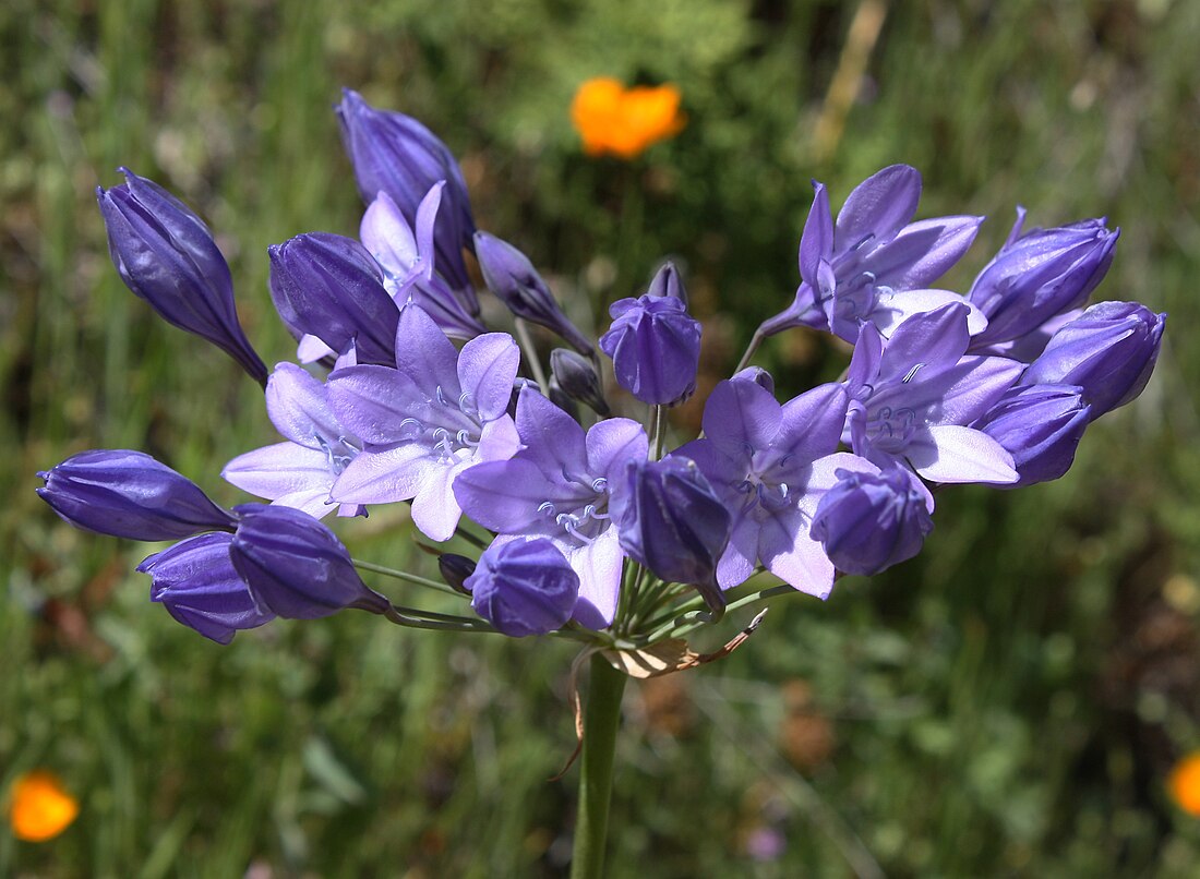 Triteleia laxa