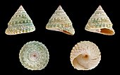 Shell in multiple views of a Trochus top sea snail Trochus maculatus 01.JPG