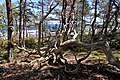 Trollskogen wood structures * Wiki Loves Earth 2020